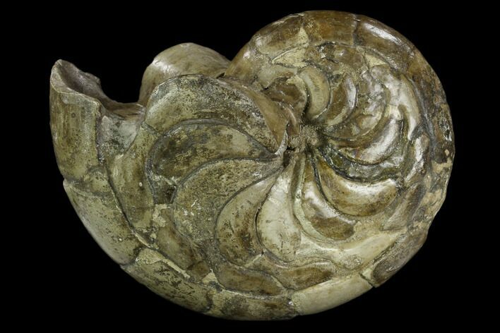 Fossil Nautilus (Aturia) - Boujdour, Morocco #130638